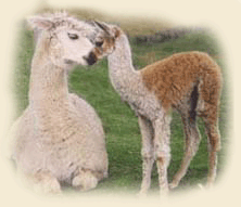 Alice and cria