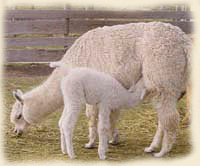 Starlite and cria